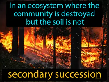 in an ecosystem where the community is destroyed but the soil is not