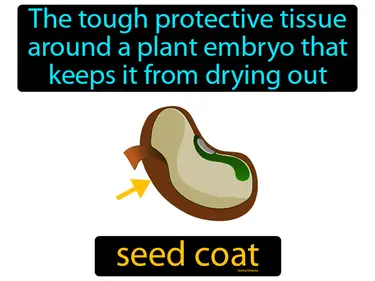 the tough protective tissue around a plant embryo that keeps it from drying out