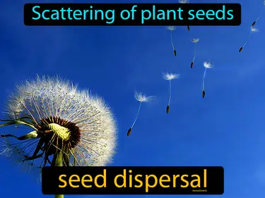 the scattering of plant seeds