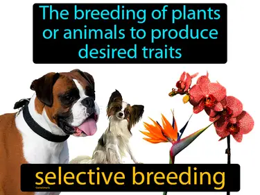 the breeding of plants or animals to produce desired traits