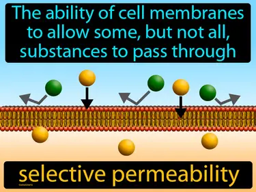 the ability of cell membranes to allow some, but not all, substances to pass through