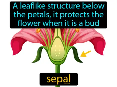 a leaf like structure below the petals, it protects the flower when it is a bud