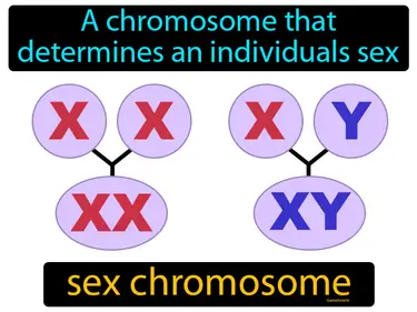 a chromosome that determines an individuals sex