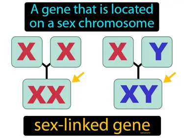 a gene that is located on a sex chromosome