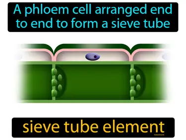 a phloem cell arranged end to end to form a sieve tube