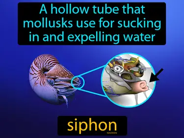 a hollow tube that mollusks use for sucking in and expelling water