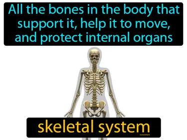 Bones, Muscles and Skin