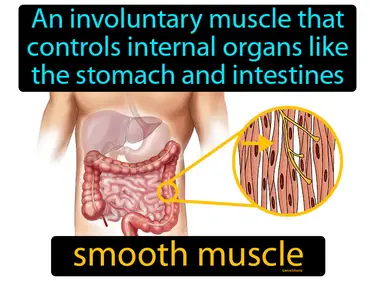 an involuntary muscle that controls internal organs like the stomach and intestines
