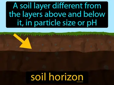 a soil layer different from the layers above and below it, in particle size or pH