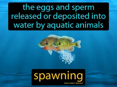 The eggs and sperm released or deposited into water by aquatic animals