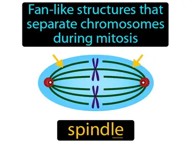 fan-like structures that separate chromosomes during mitosis