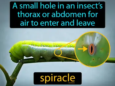 a small hole in an insect’s thorax or abdomen for air to enter and leave