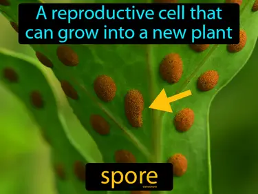 Plants