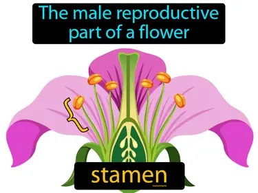 the male reproductive part of a flower