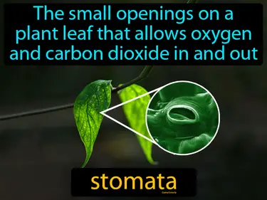 the small openings on a plant leaf that allows oxygen and carbon dioxide in and out