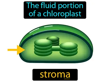the fluid portion of a chloroplast
