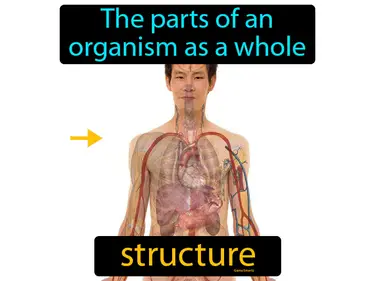 the parts of a organism as a whole