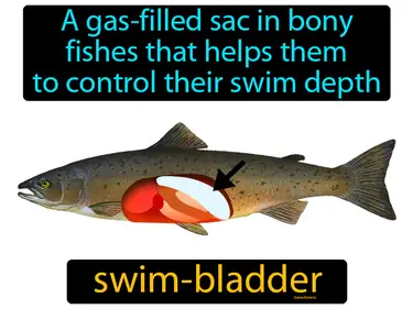 a gas-filled sac in bony fishes that helps them to control their swim depth