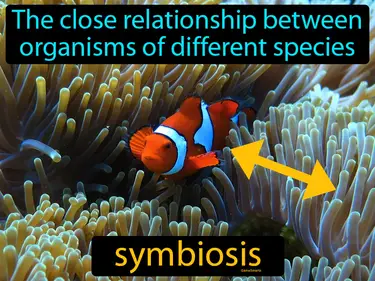 Relationships in the Sea