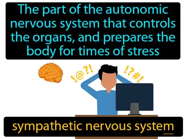 the part of the autonomic nervous system that controls the organs, and prepares the body for times of stress