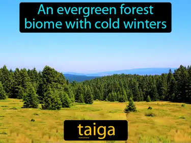 an evergreen forest biome with cold winters
