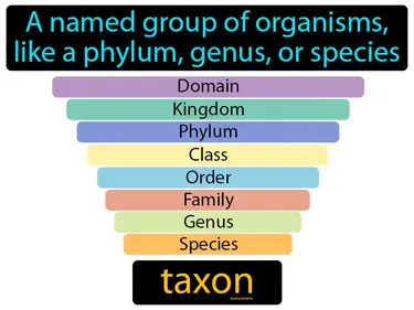 a named group of organisms, like a phylum, genus, or species