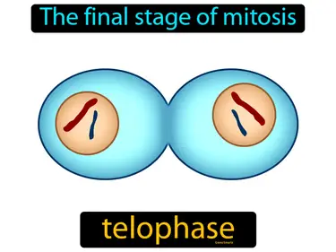 the final stage of mitosis
