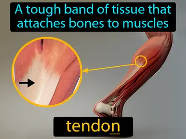 a tough band of tissue that attaches bones to muscles