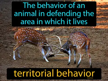the behavior of an animal in defending the area in which it lives