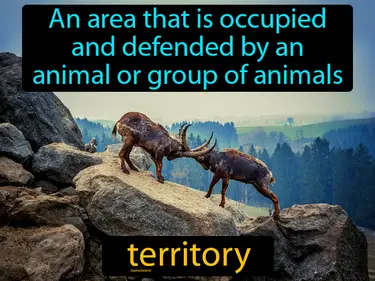 an area that is occupied and defended by an animal or group of animals