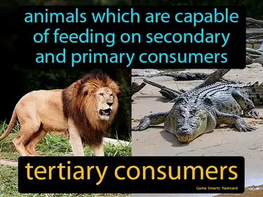 Animals which are capable of feeding on secondary and primary consumers