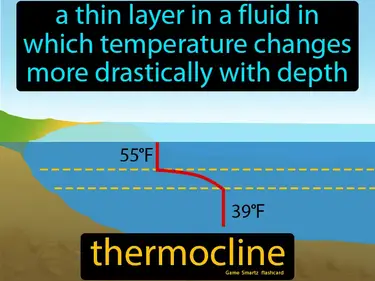 A thin layer in a fluid in which temperature changes more drastically with depth