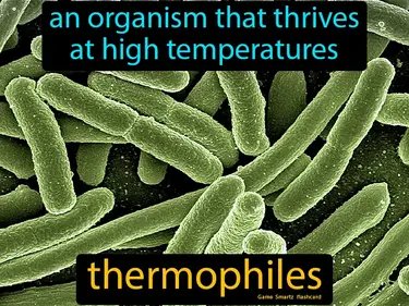 An organism that thrives at high temperatures