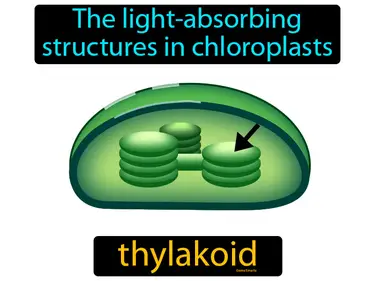 the light-absorbing structures in chloroplasts