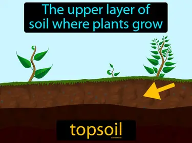 the upper layer of soil where plants grow