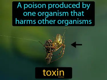 a poison produced by one organism that harms other organisms