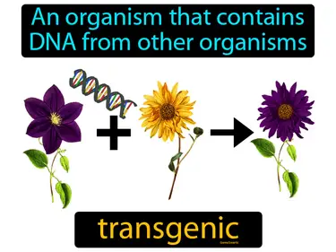 an organism that contains DNA from other organisms