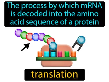 the process by which mRNA is decoded into the amino acid sequence of a protein