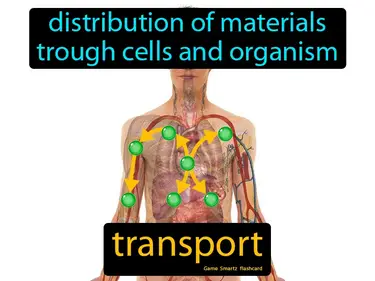 Distribution of materials trough cells and organism