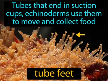 hollow tubes that end in suction cups, echinoderms use them to move and collect food