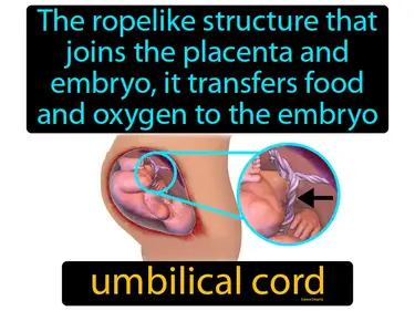 the ropelike structure that joins the placenta and embryo, it transfers food and oxygen to the embryo