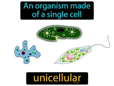 Plant and Animal Cells MS-LS1-1