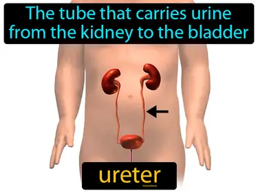 the tube that carries urine from the kidney to the bladder