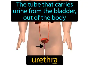 the tube that carries urine from the bladder, out of the body