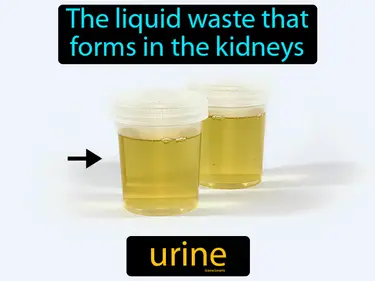Food, Digestion, Nutrients and Excretion