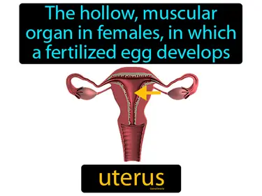 the hollow muscular organ in females, in which a fertilized egg develops