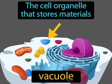 the cell organelle that stores materials