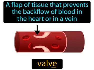 a flap of tissue that prevents the backflow of blood in the heart or in a vein