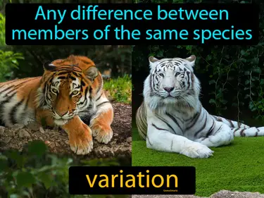 Any difference between members of the same species