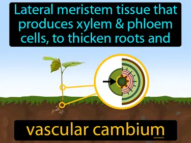 lateral meristem tissue that produces xylem and phloem cells, used to thicken roots and stems